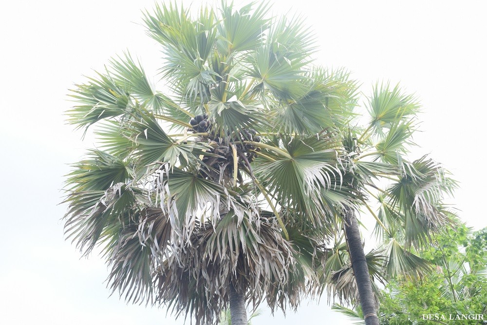 PEMBERDAYAAN MASYARAKAT DESA - (Ada 5 foto)